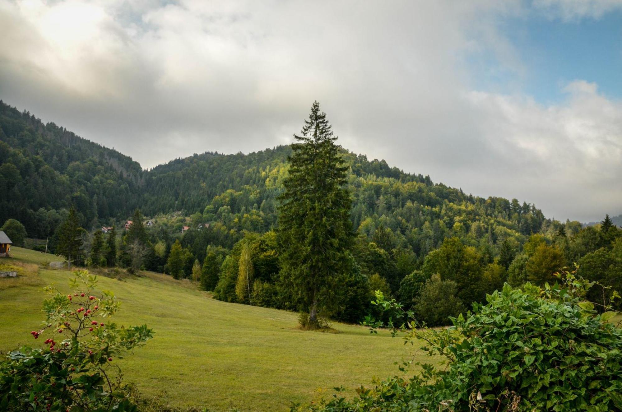 Planinska Kuca Bubi - Tara, Zaovine. * Jezdici