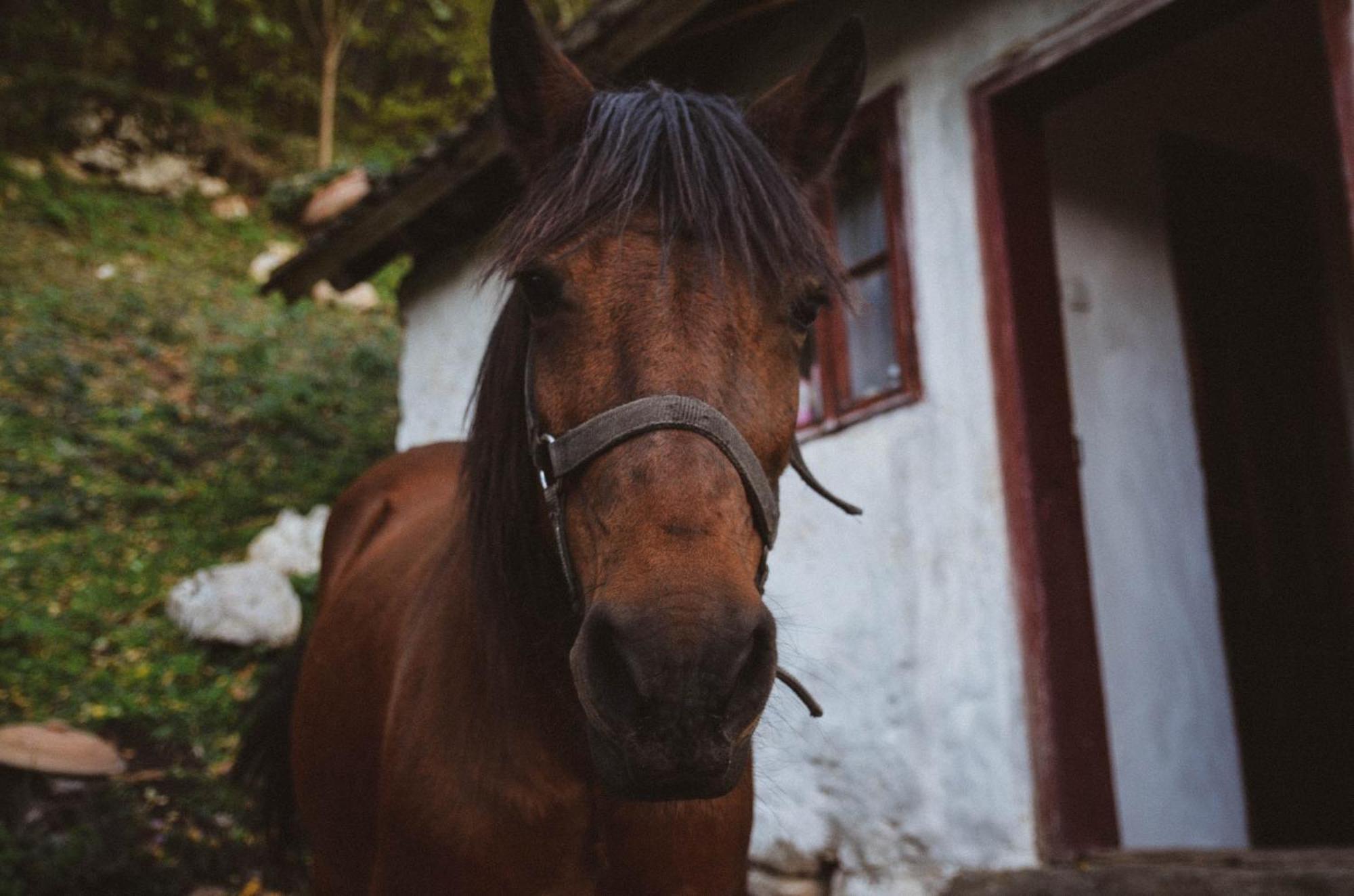 Planinska Kuca Bubi - Tara, Zaovine. Casa vacanze *