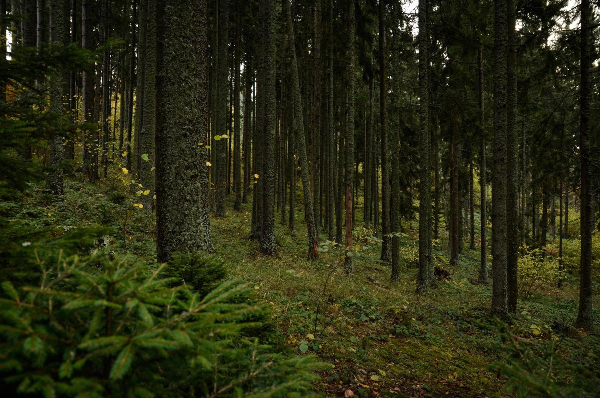 Planinska Kuca Bubi - Tara, Zaovine. Jezdici