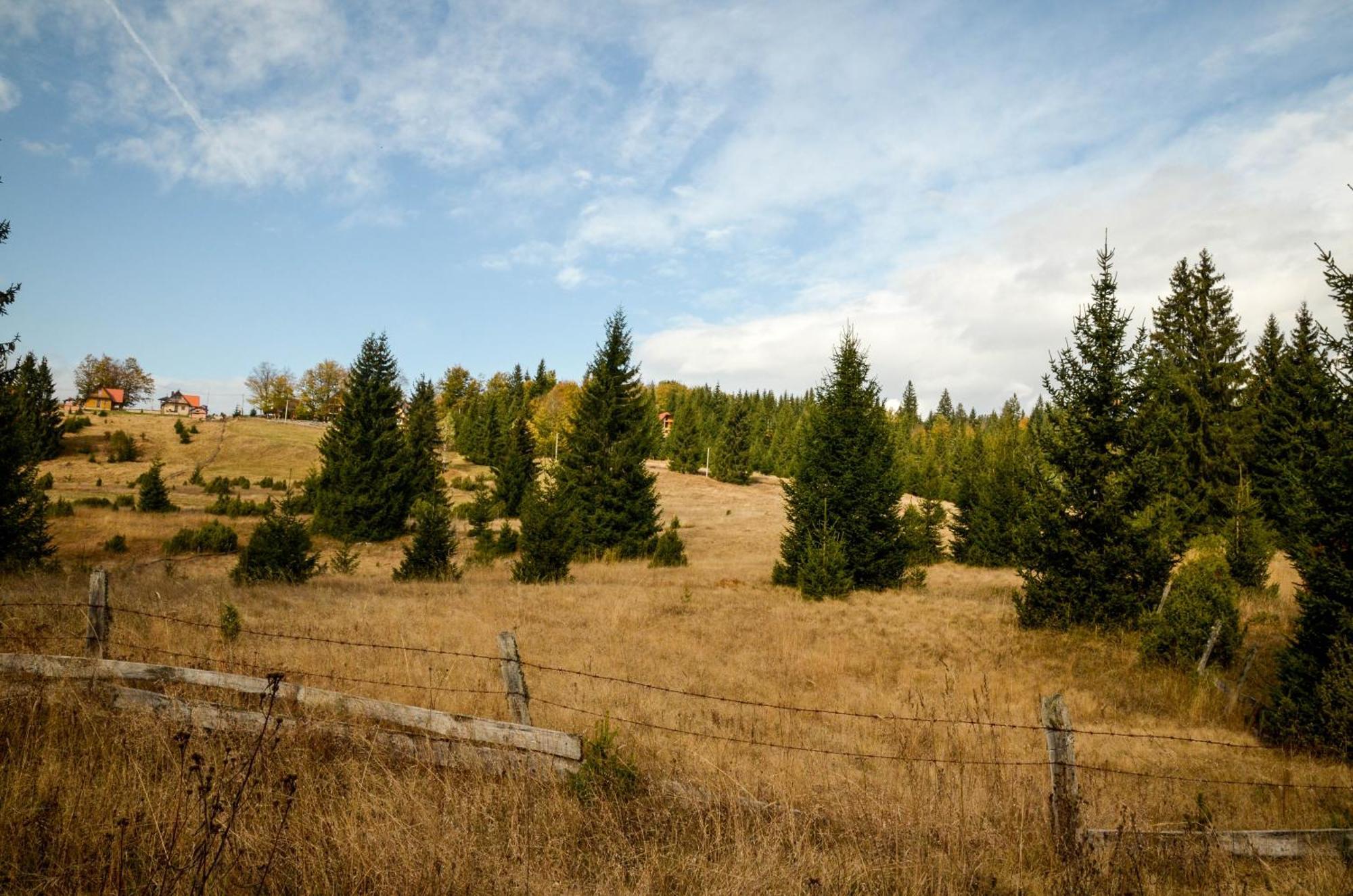 Planinska Kuca Bubi - Tara, Zaovine. Jezdici